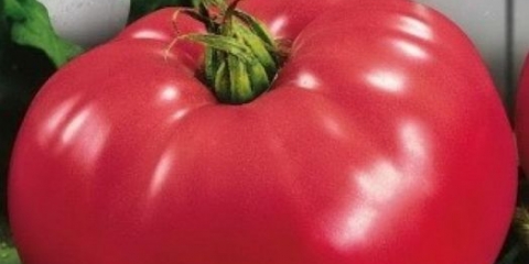 Paradajz medvjeđe šape: recenzije, fotografije, prinos